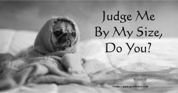 Judge Me By My Size Do You - Yoda